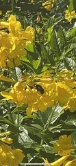 Xylocopa micans