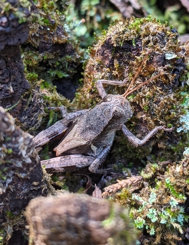 Alabama Spur-throat Grasshopper