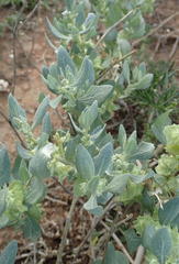 Atriplex lindleyi inflata