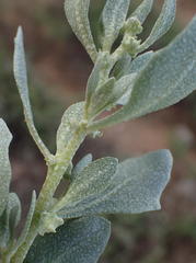 Atriplex lindleyi inflata