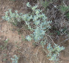 Atriplex lindleyi inflata
