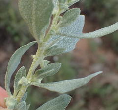 Atriplex lindleyi inflata