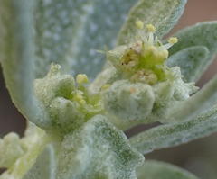 Atriplex lindleyi inflata