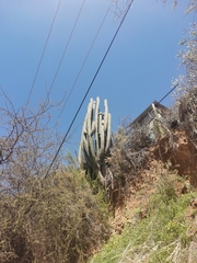 Trichocereus chiloensis chiloensis