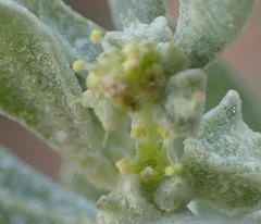 Atriplex lindleyi inflata