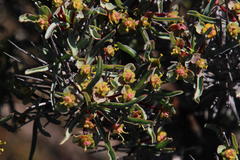 Euphorbia loricata