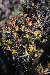 Euphorbia loricata
