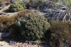 Euphorbia loricata