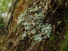 Hypotrachyna spumosa