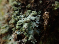 Hypotrachyna spumosa