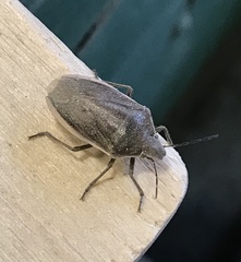 Rhytidolomia