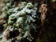 Hypotrachyna spumosa