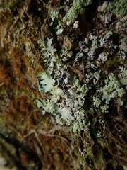 Hypotrachyna spumosa