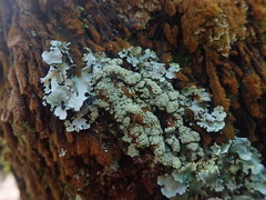 Hypotrachyna spumosa