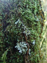 Hypotrachyna spumosa