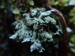 Hypotrachyna spumosa