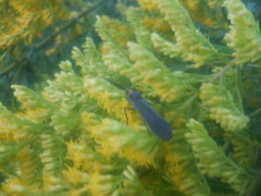 Cisseps fulvicollis