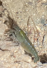 Synalpheus lockingtoni