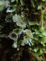 Hypotrachyna spumosa