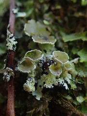 Hypotrachyna spumosa