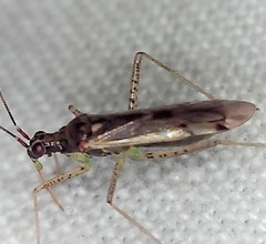 Dicyphus errans