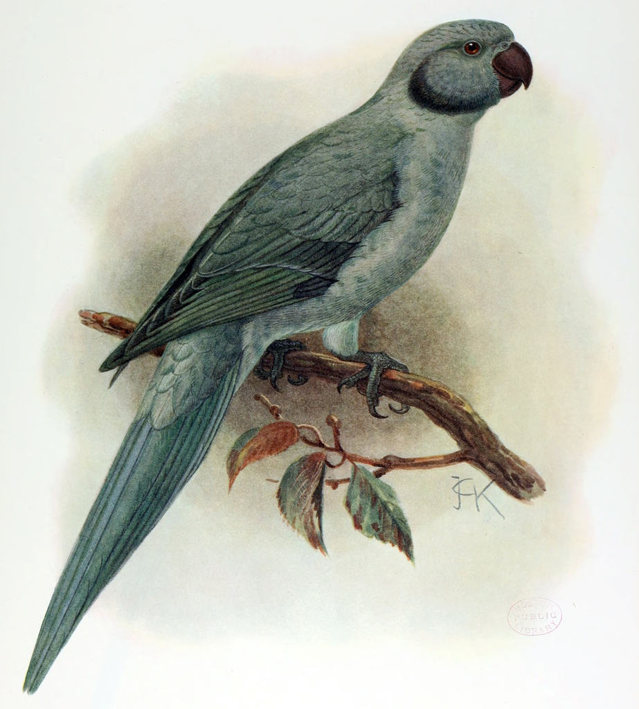 Newton's Parakeet (Psittacula exsul) photo