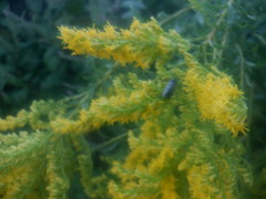 Cisseps fulvicollis