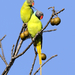 Gray-headed Parakeet - Photo lonelyshrimp, no known copyright restrictions (public domain)
