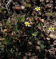 Zaluzianskya pusilla