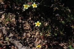 Zaluzianskya pusilla