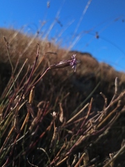 Silene ciliata