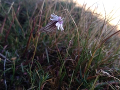 Silene ciliata