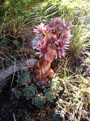 Sempervivum vicentei