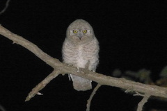Otus brucei
