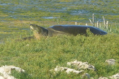 Rafetus euphraticus