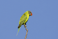 Grey-Headed Parakeet photo 2