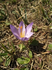 Crocus nudiflorus