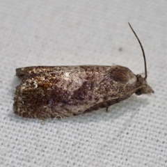 Eucosma sombreana