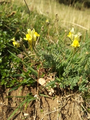Linaria supina