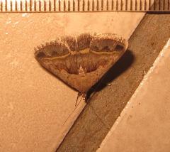 Acantholipes trimeni