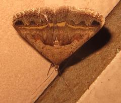 Acantholipes trimeni