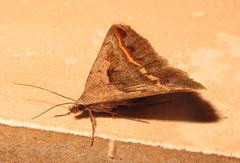 Acantholipes trimeni