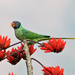 Slaty-headed Parakeet - Photo (c) Koshy Koshy, some rights reserved (CC BY)