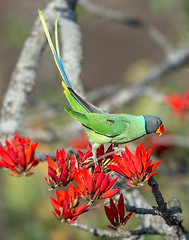 Slaty-Headed Parakeet photo 2