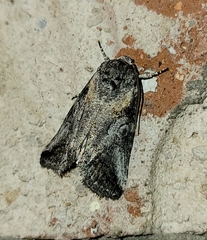 Aleptina inca