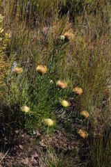 Leucospermum lineare
