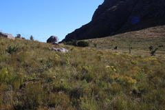 Leucospermum lineare