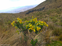 Monticalia arbutifolia
