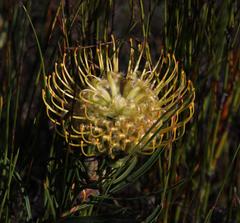 Leucospermum lineare