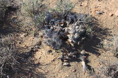 Euphorbia ferox